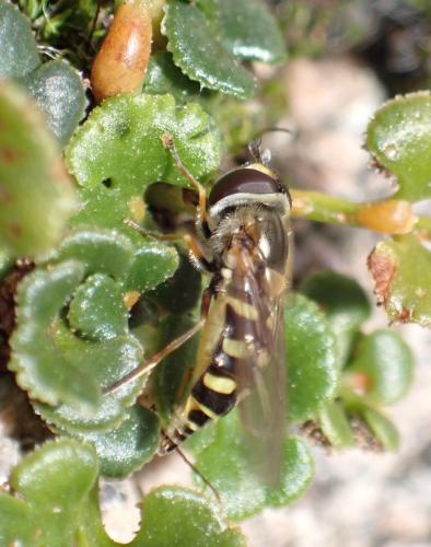 Eupeodes corollae